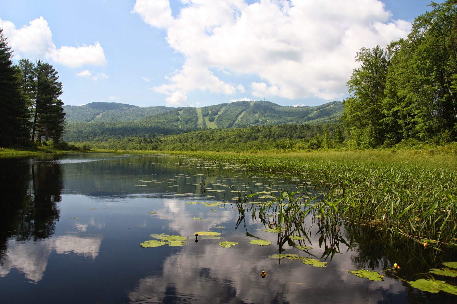 The Kayaking Bison of New Hampshire Bog Pond Danbury, NH