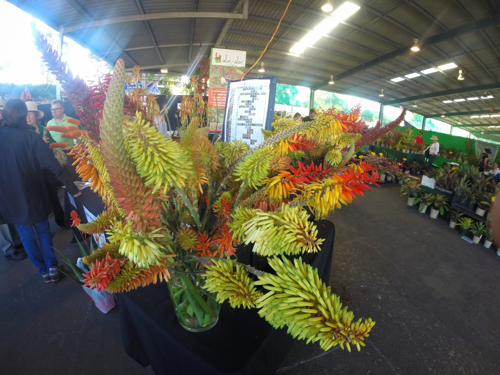 My Veggie Garden Queensland Garden Expo