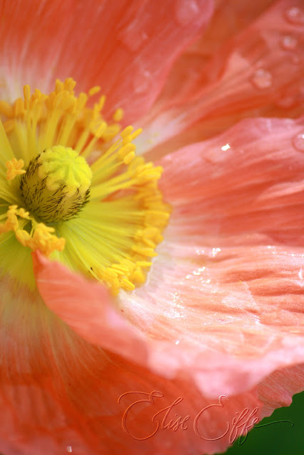 Poppies Poppy Close Up - Pink Peach Yellow. Dew Drops