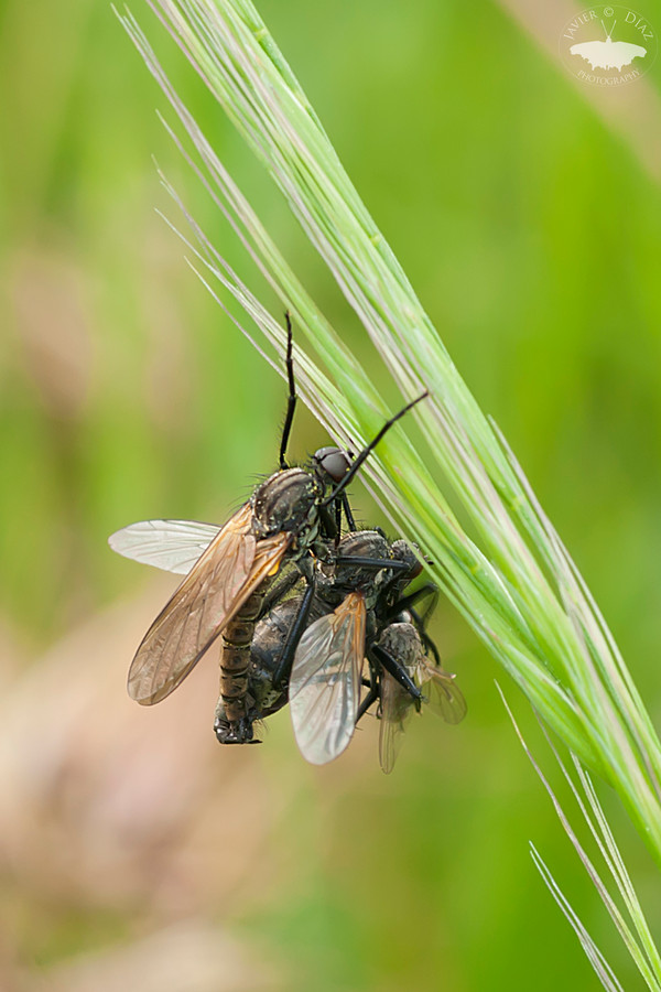 Bichos y plantas de León Empididae