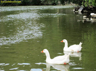 Los Patos de Toledo