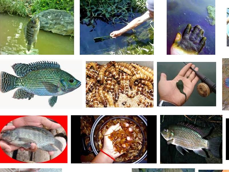 Umpan Mancing Ikan Mujair Paling Paten Sejagat Mancingikan Net 2020 Mancingikan Net 2020