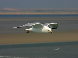 seagull flying birds wallpapers seagulls bird animals desktop zoo habitat animal fly duck trailer site park segull targets chemo thursday