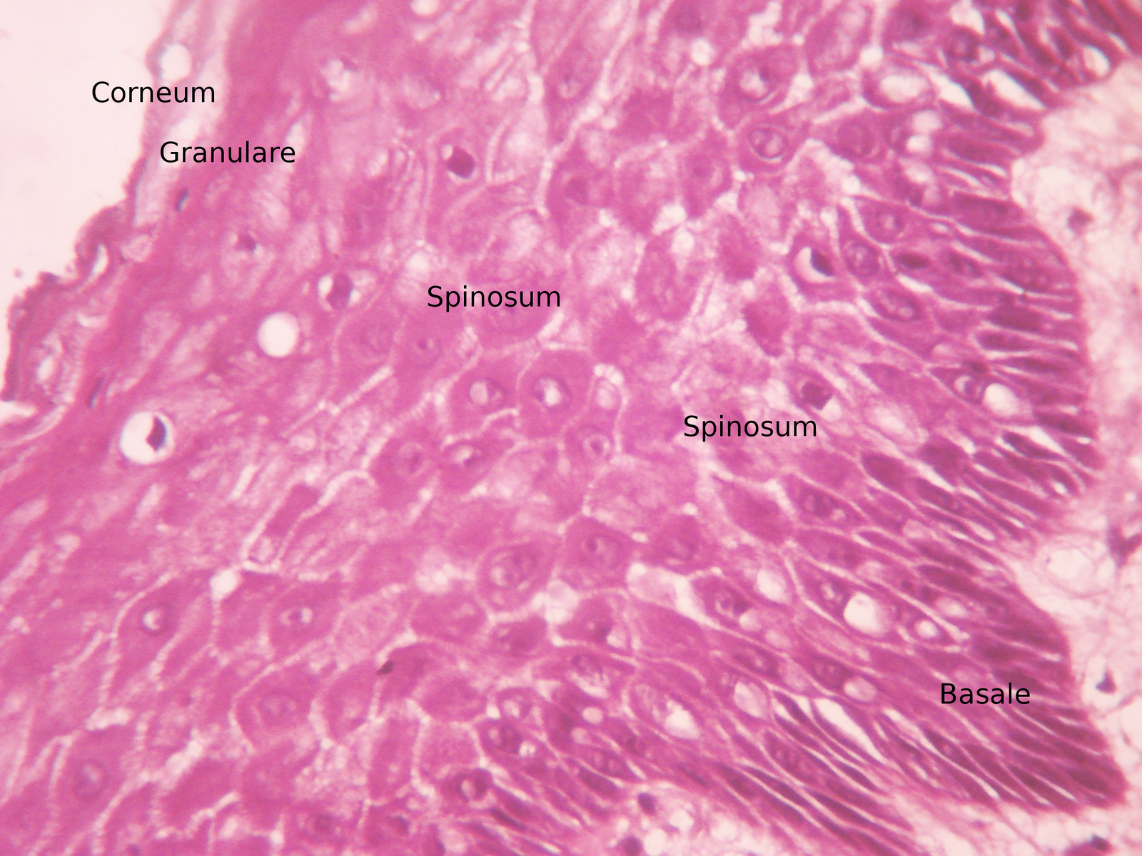 Stratified squamous epithelium