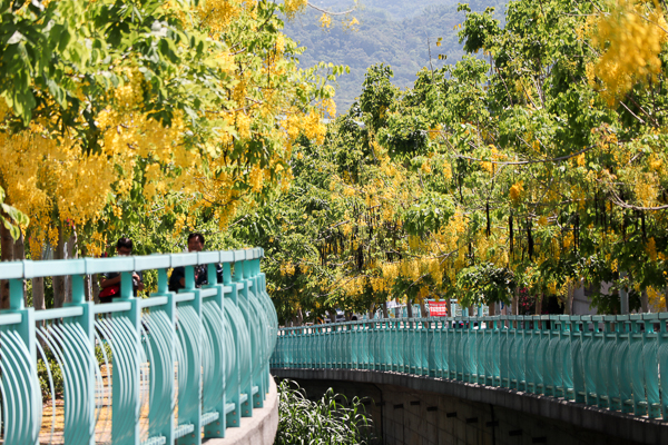 南投福崗路黃金阿勃勒搭配粉綠色欄杆，拍充滿延伸感的美照
