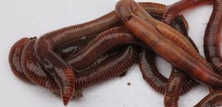 web Cina, 'Worm killer' in Homoeopathic || grub worm