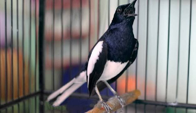 Cara Membedakan Kacer Tipe Panas Dan Kacer Tipe Dingin Dengan