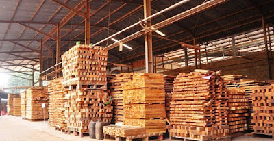investasi kayu jabon investasi kayu jabon