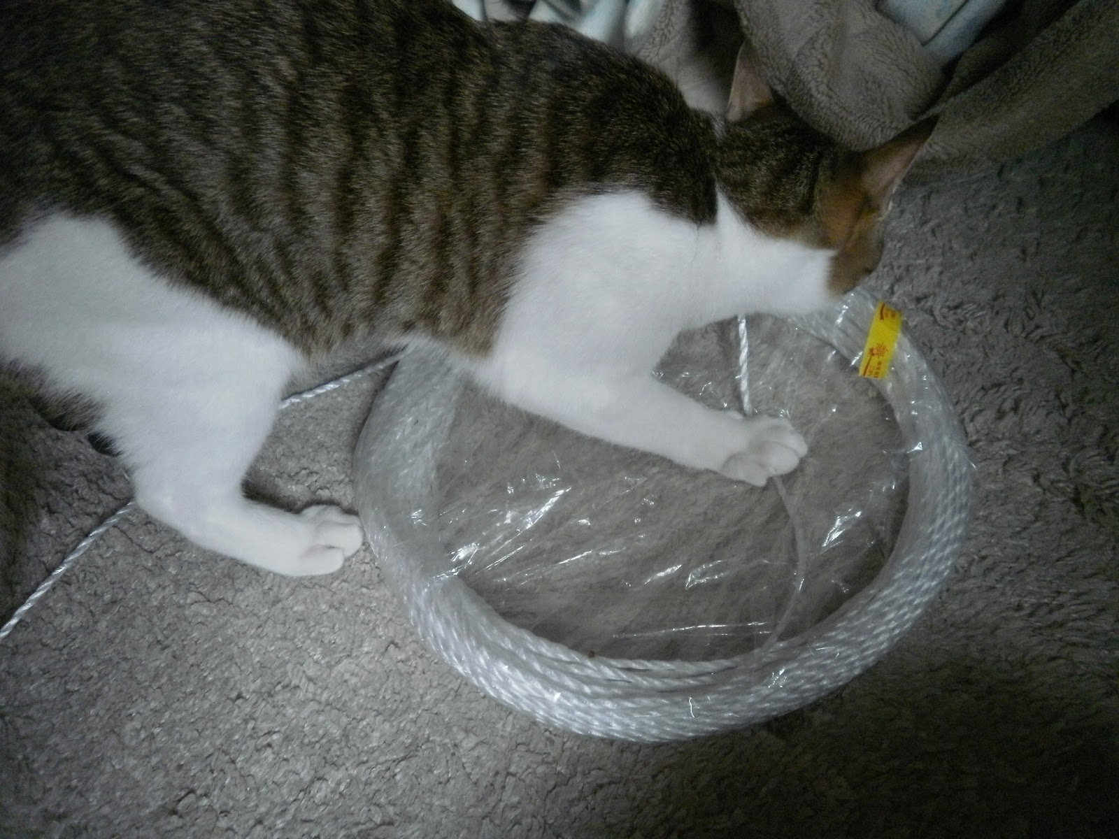 猫雑誌読書メモ