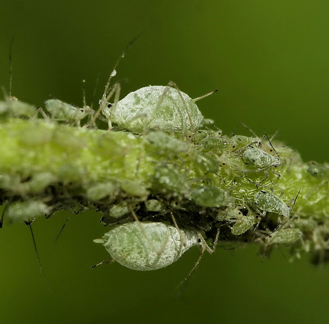 Mijn natuur Kleine beestjes in de tuin