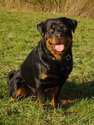 Rottweiler3