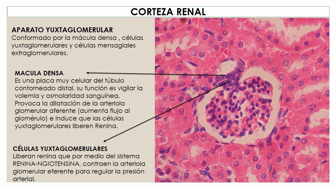 TEMAS MÉDICOS: HISTOLOGÍA RIÑÓN