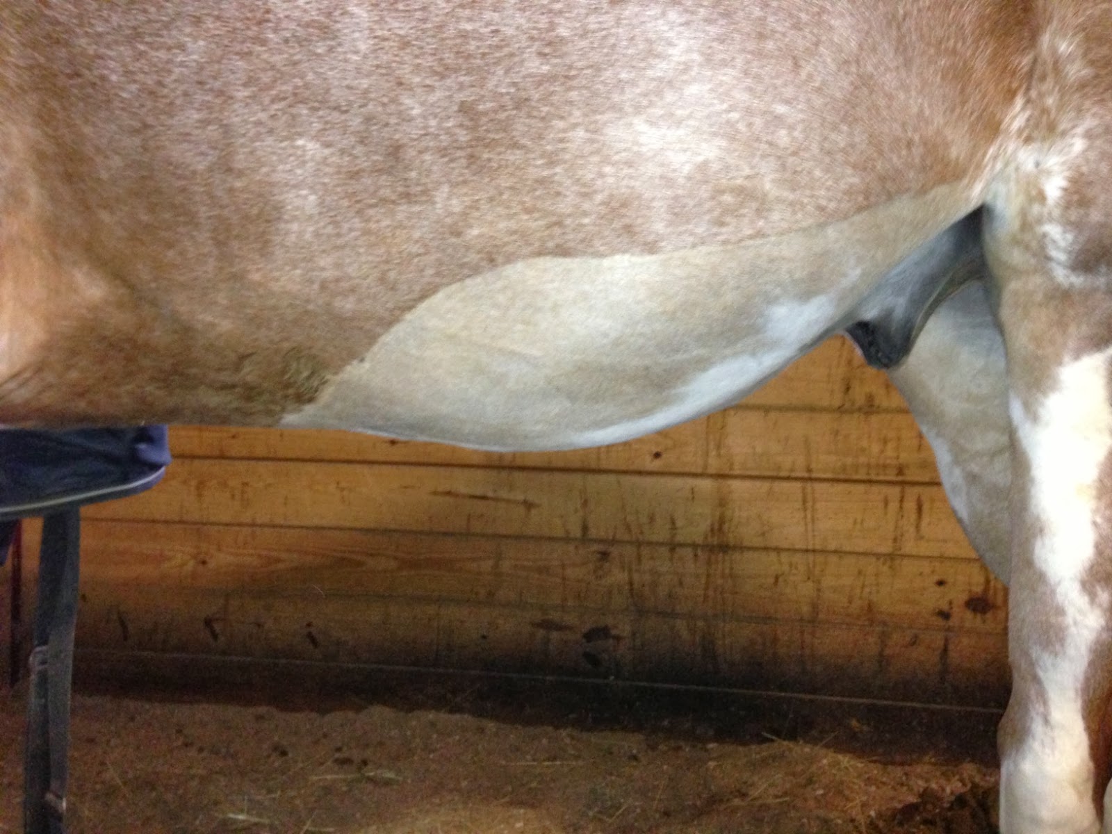 Diary of the Overanxious Horse Owner Five Weeks PostOp