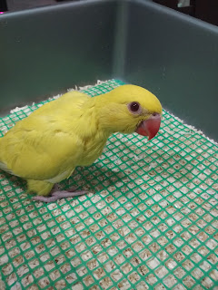 Burung Paruh Bengkok Indian Ringnet Beauty Sun Rise