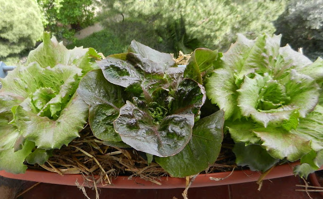 Lechuga maravilla, lechuga morella