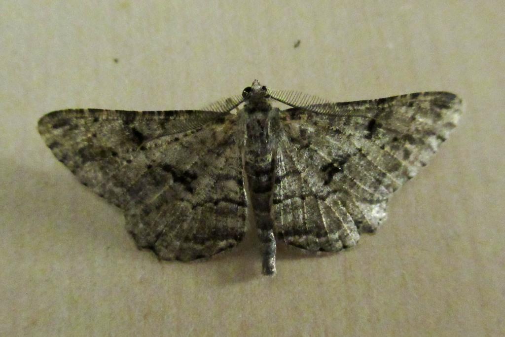 Abington Naturewatch Moths in the bathroom!