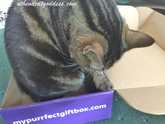 My Purrfect Gift Box Review