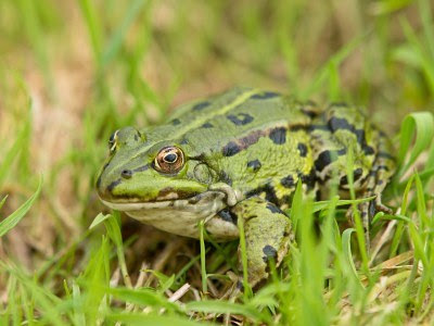 Edible Frog | Photos and Info | The Wildlife