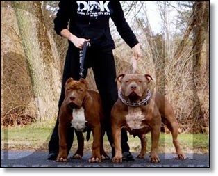 The Pet Tree House - Where Pets Are Family Too : This Pit Bull is 17