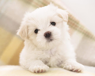 cute dog, puppies, wallpapers, images, photography, 