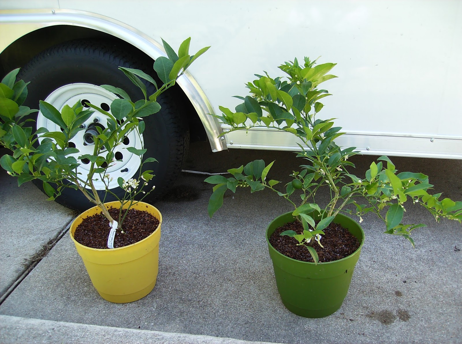 Repotting My Meyer Lemon and Key Lime Trees Bumbleberries Boutique
