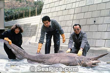 60 Gambar Ikan Hiu Goblin Gratis Terbaik - Gambar Hewan