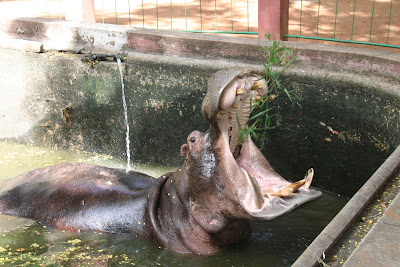 Conheça Marracuene, o Hipopótamo Solitário do Zoológico de Maputo