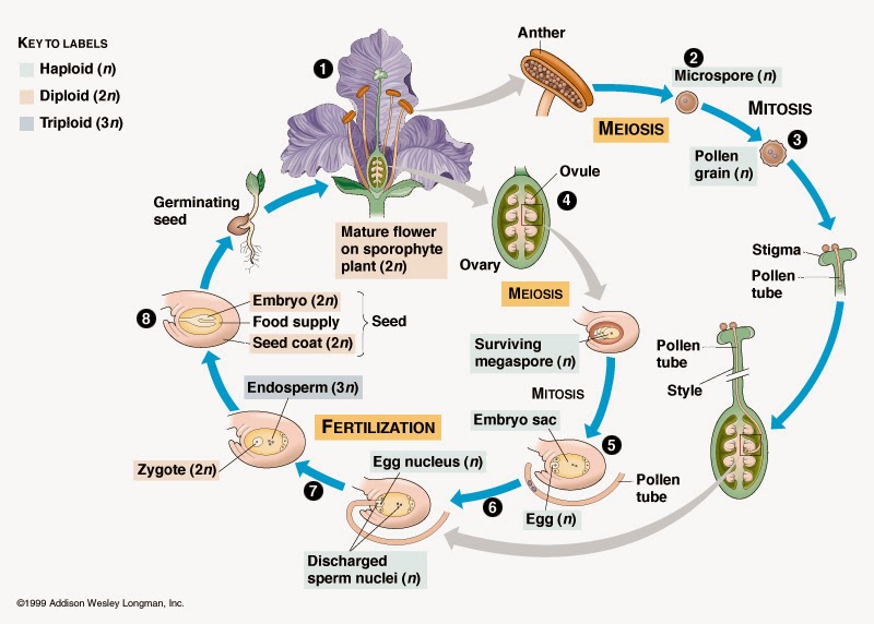 gambar siklus hidup angiospermae