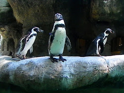 flying birds that look like penguins 3