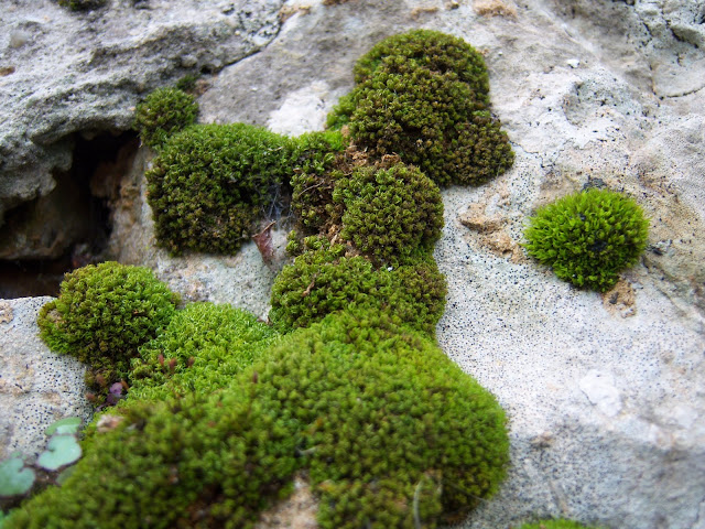 MUSGO - BOTÀNIC SERRAT