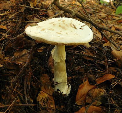 Muchomor sromotnikowy (Amanita phalloides).