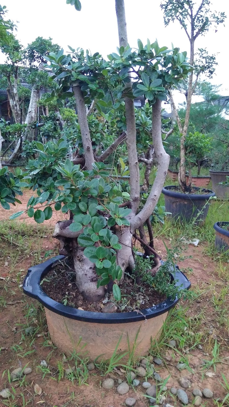 CARA CEPAT MEMBUAT BONSAI BERINGIN KOREA DOLAR & ELEGAN
