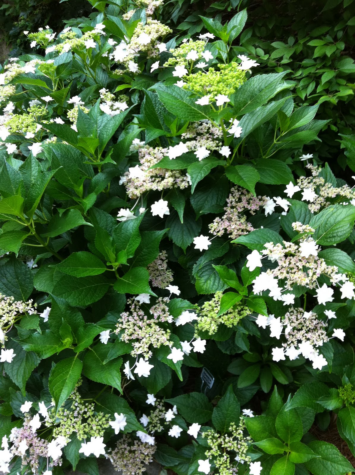 Crabapple LandscapExperts Hydrangeas; what are Mopheads and Lacecaps?