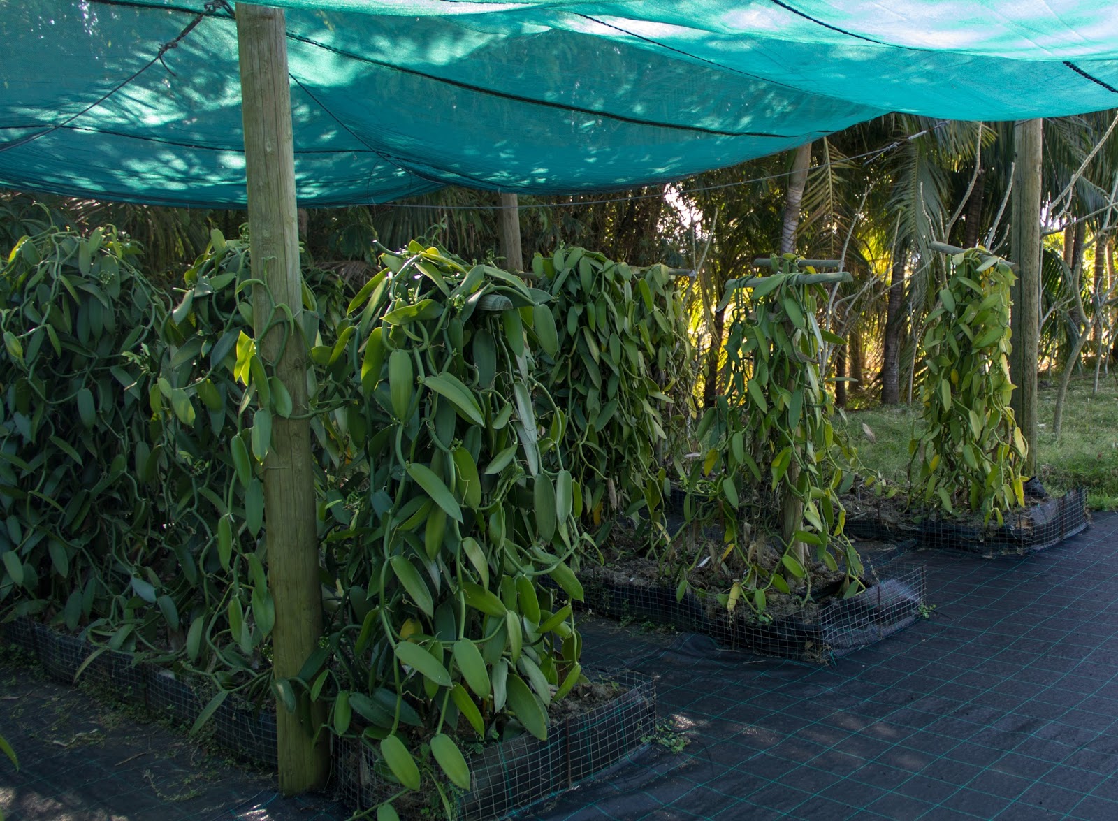 La Réunion V.D. La vanilleraie Sainte Suzanne