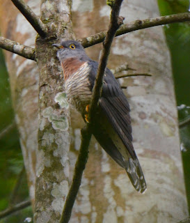 Red-Chested Cuckoo, Cuculus solitarius
