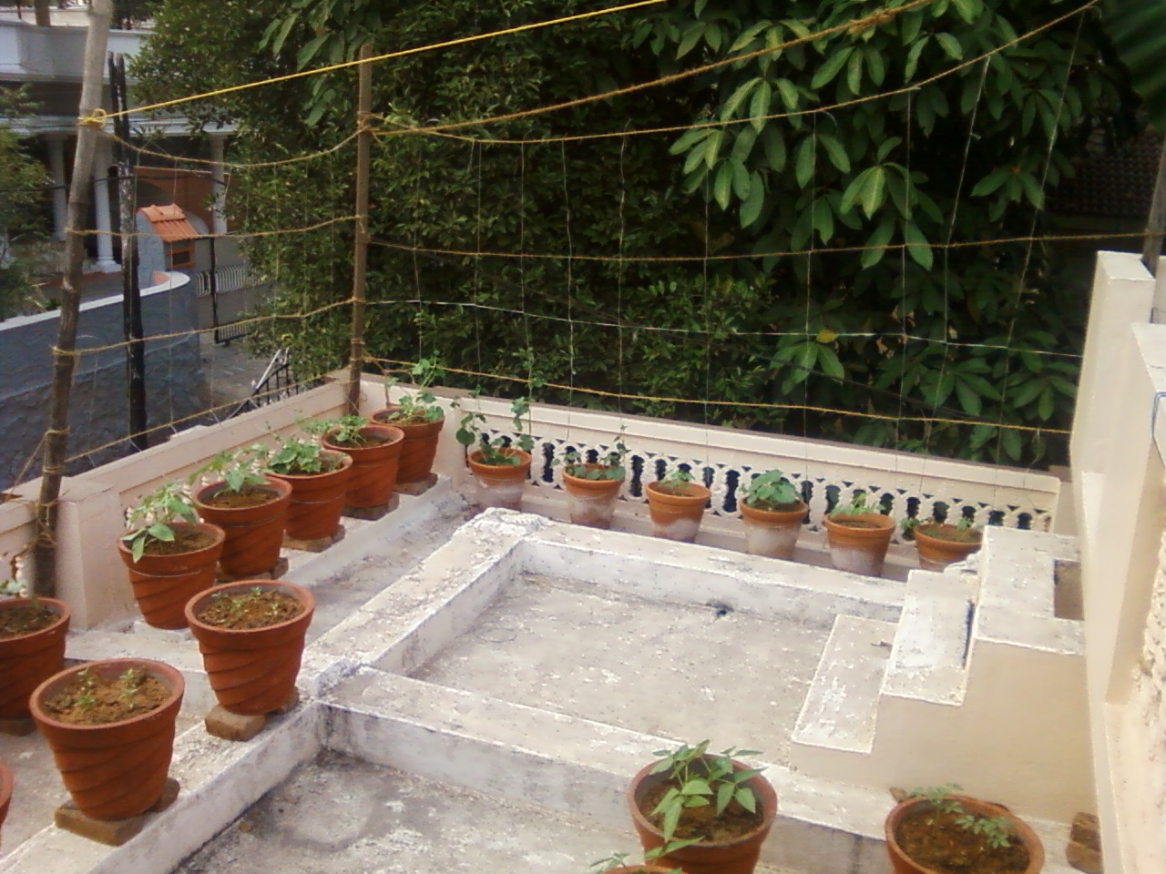Teen's Kitchen Garden: Terrace kitchen garden I