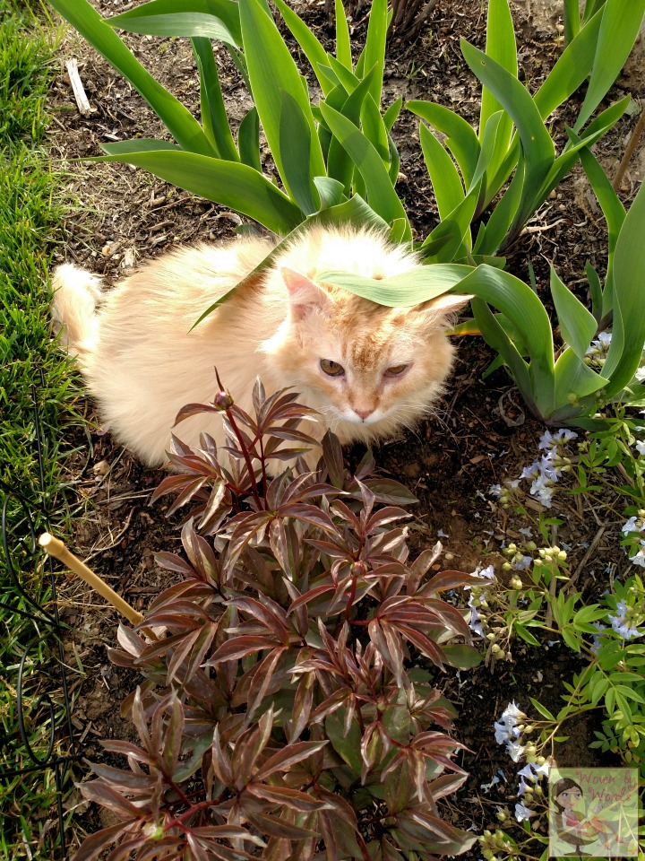 Good Indoor Cat Foods That Fatten Up Your Cat Good Indoor Cat Foods That Fatten Up Your Cat