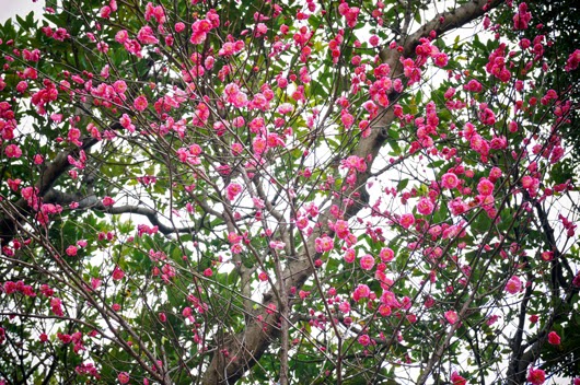 red blossoms of Japanese plum 