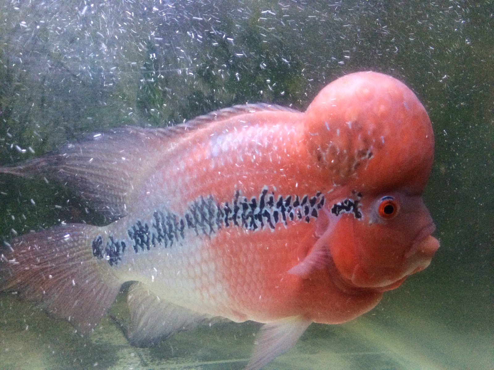 Maintain Flower horn fish How to Maintain Flower horn fish with Big