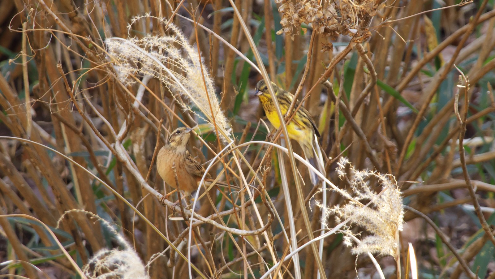 ほぼ絶滅したカメの種がメスの出現で希望を得る