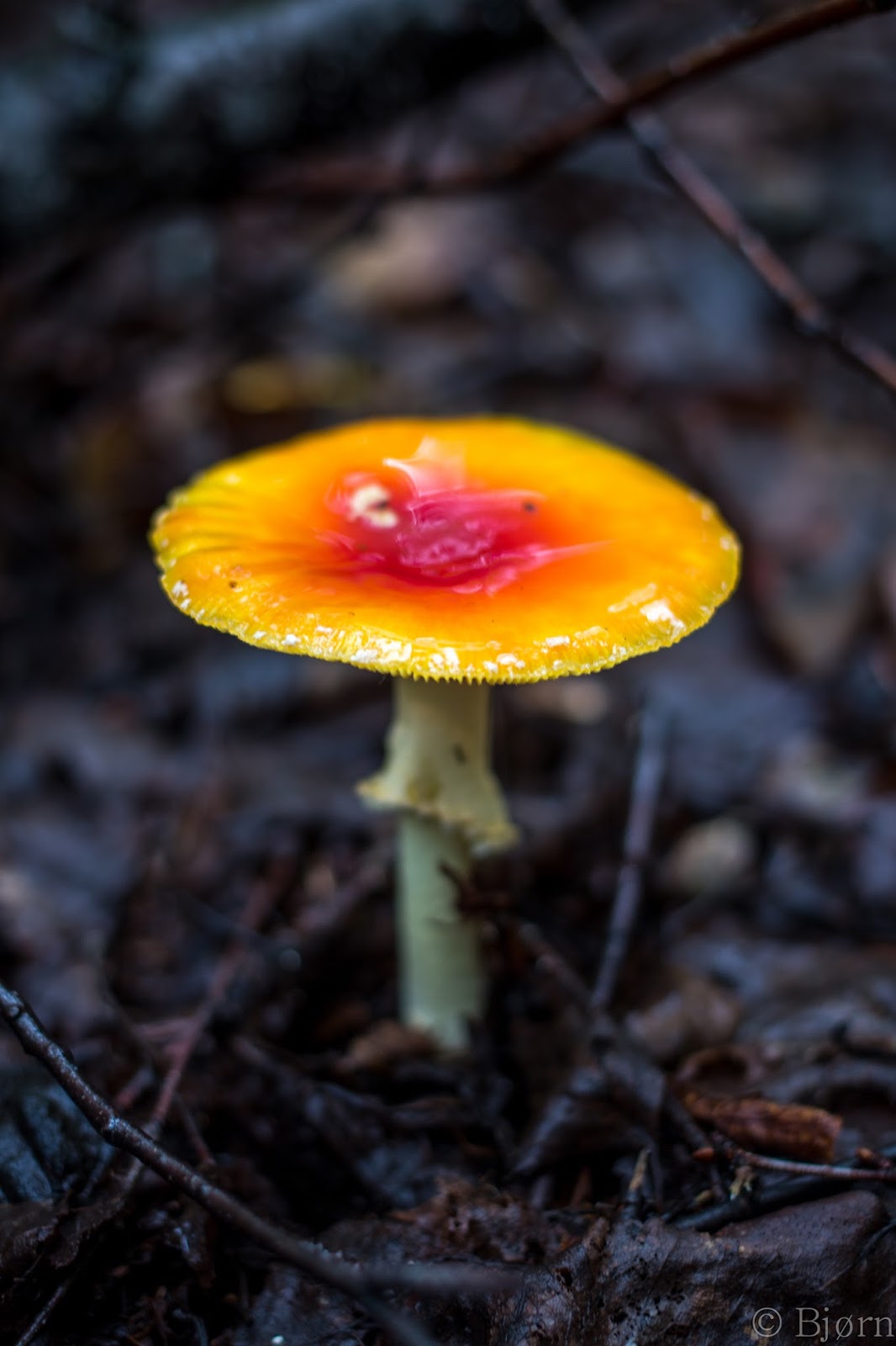 Mjölnir Photography Amanita muscaria and cranberry harvest
