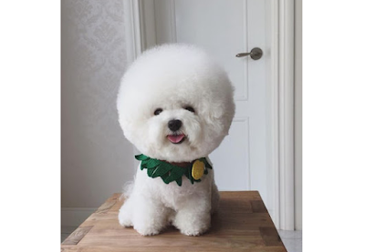 Bichon Frise Dog breed