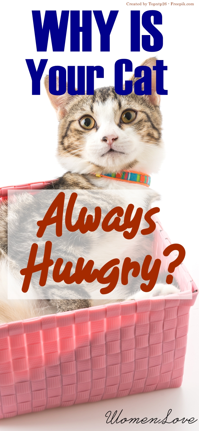 All About Women's Things Why Is Your Cat Always Hungry?