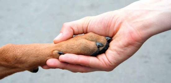 Cachorro de Rico Comendo X Cachorro de Pobre Comendo - Animais Fofinhos -  Graça de Pet