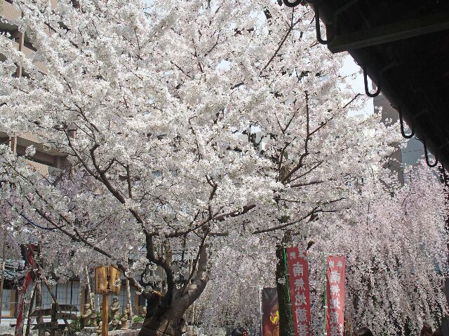 Gottuan S Room 烏丸 六角堂の御幸桜
