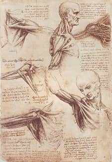 anatomia della spalla