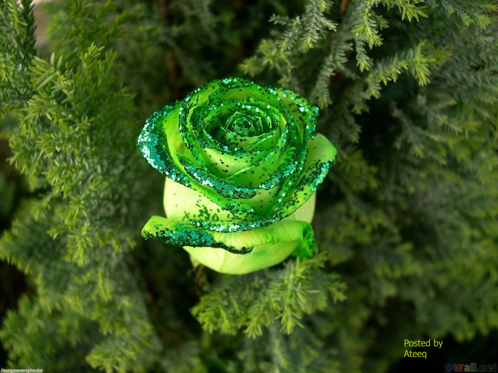 Hoa hồng xanh đẹp nhất | Ảnh ý nghĩa Blog