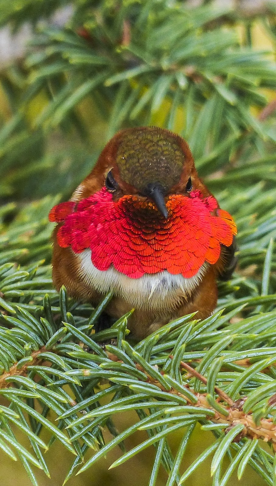 Close shot of an allen's hummingbird 