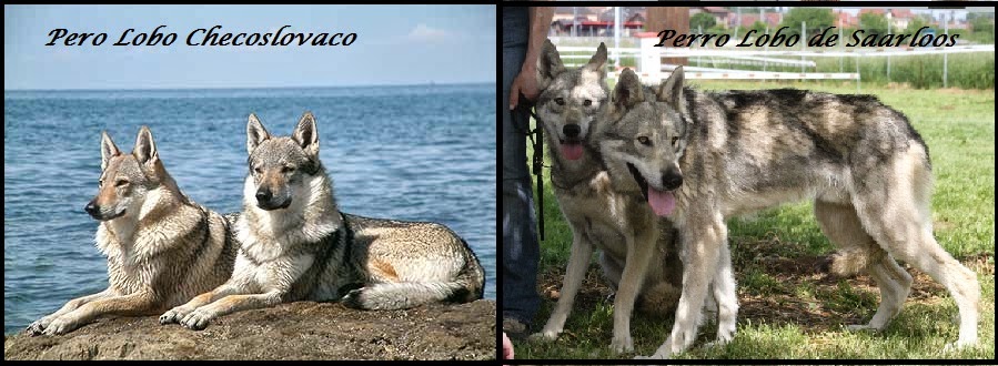 Diferencia entre el perro lobo de Saarloos y el perro lobo Checoslovaco