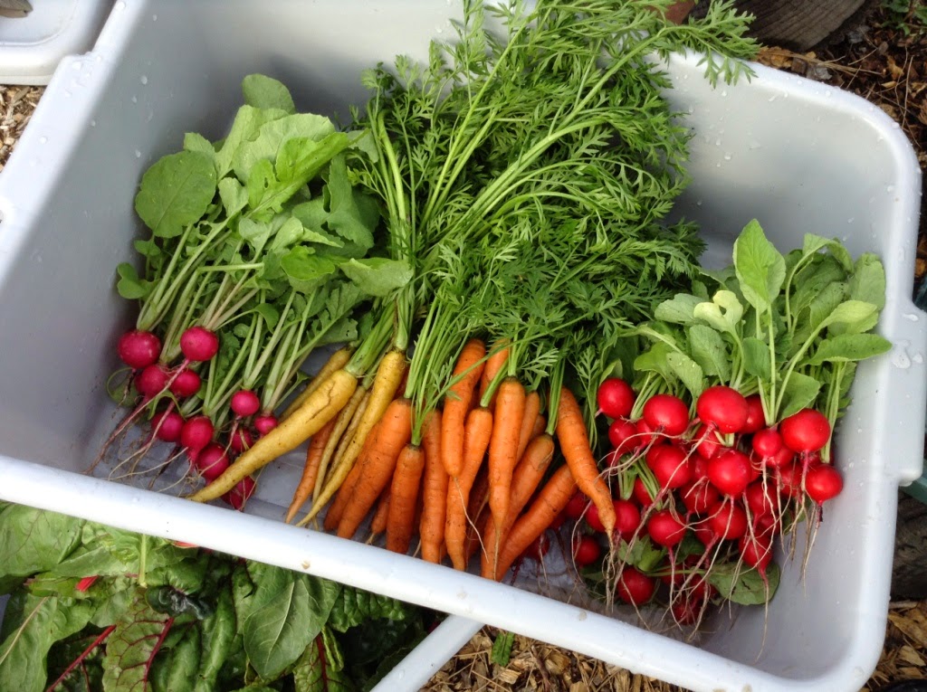 Campbell Community Garden Two Garden Plots for Rent!